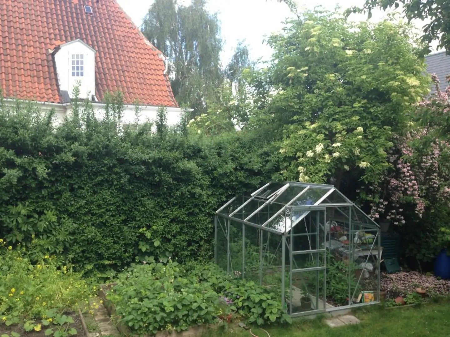 Vegetable garden and green house with tomatoes.jpg